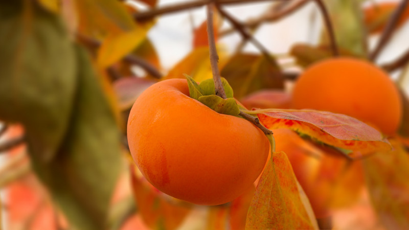 Persimmons