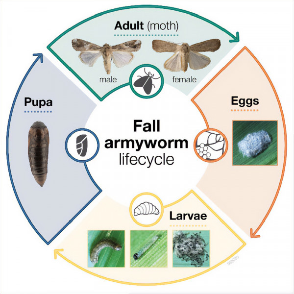 Fall armyworm lifecycle.