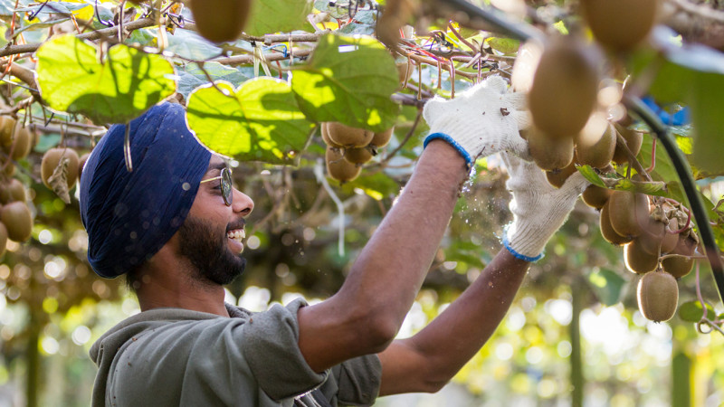 kiwifruit picking