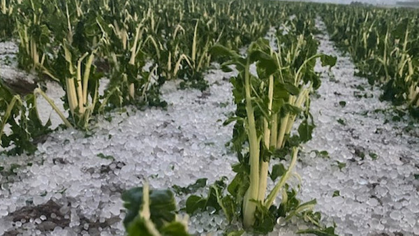 Woodhaven Gardens was hit by severe hail on 20 May 2022.