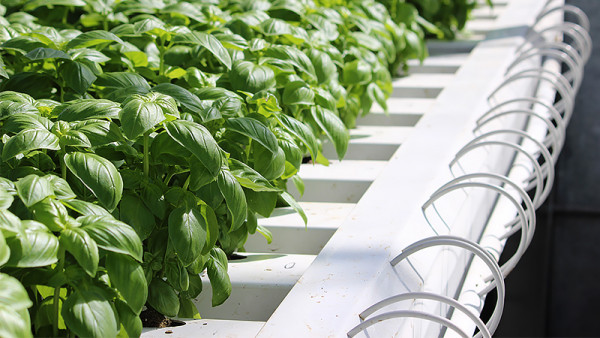 High quality basil for Genoese Foods pesto is grown by Southern Fresh Group of Cambridge.