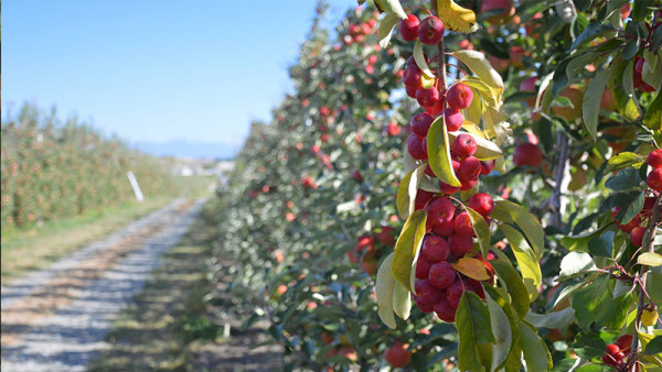 Eden's Road Fruit also use crab apples for pollination of its 30ha of apples.