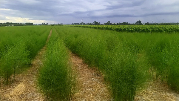 The ferning-out stage of the annual cycle of an asparagus plant allows it to gather energy to produce good spears the next season. Picture supplied by Asparagus Hawke's Bay