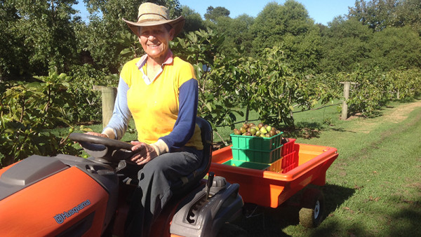 Co-owner Julie Glamuzina during the fig harvest.
