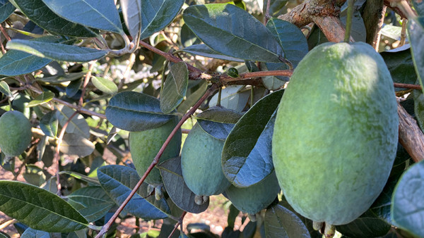 Gisborne feijoas.