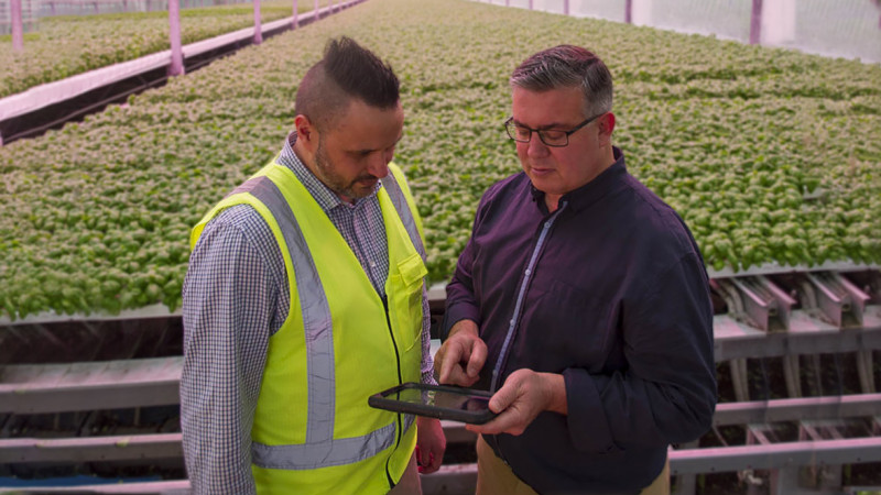 Growers discussing news in glasshouse