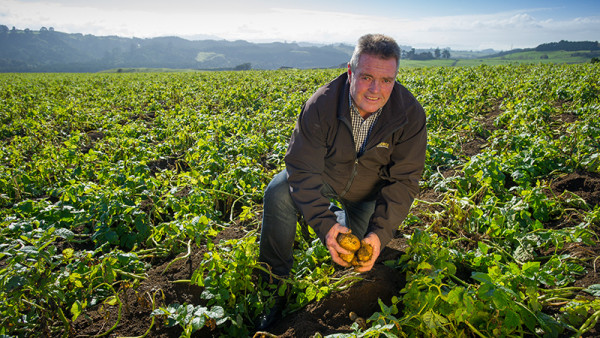 Hinemoa Quality Producers Ltd, Chris Nicholson, on site in one of his potato fields