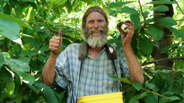 Ivan Miller is doing his second season picking cherries in Cromwell with CentralPac.