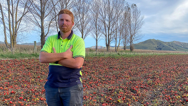 Judco nursery/harvest manager Matt Sowerby in the tomato field he describes as a “salvage operation” after March's catastrophic rainfall. Picture by Kristine Walsh.