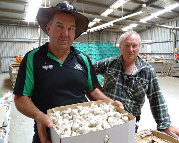 Robert and Alan with the tail end of last season’s garlic as they gear up for the new season.