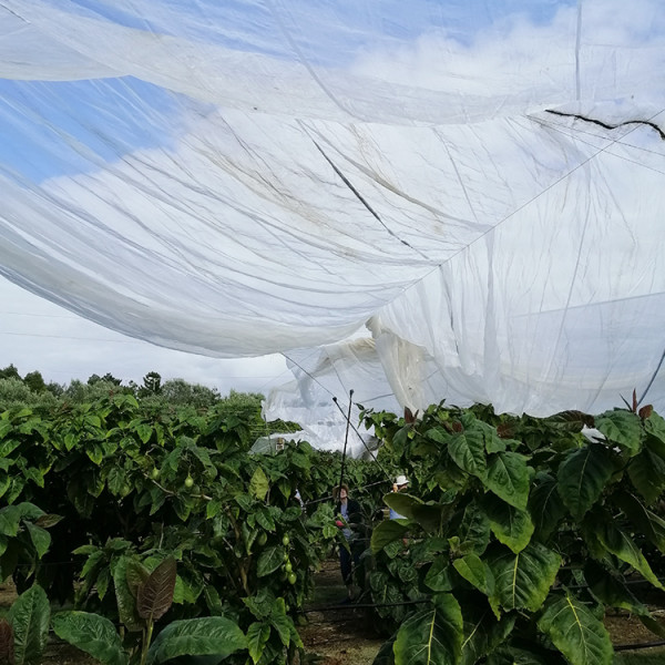 Robyn and Aaron attempt to cover their tamarillo orchard with psyllid netting. 