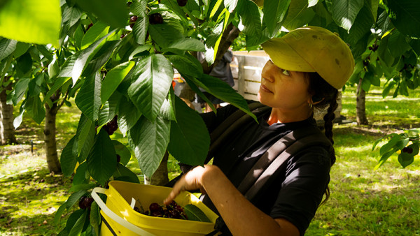 Sofia is part of CentralPac's dedicated team of cherry pickers.