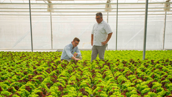 Brock (left) and Greg Dunn, father and son, checking the growing progress of trio lettuces.