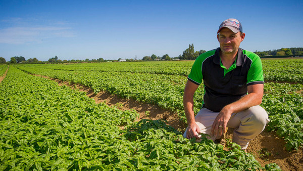 Southern Fresh outdoor growing manager, Carl Hodgson, incpecting basil