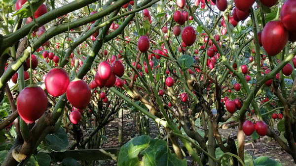 Tamarillo ripen at Robyn Wickenden and Aaron Davies’ orchard at Maungatapere, Northland.