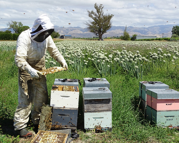 The brothers have their own beehives for pollinating onions.