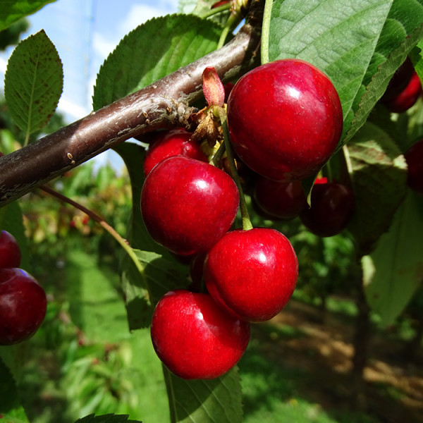 Ruby-red cherries in November.