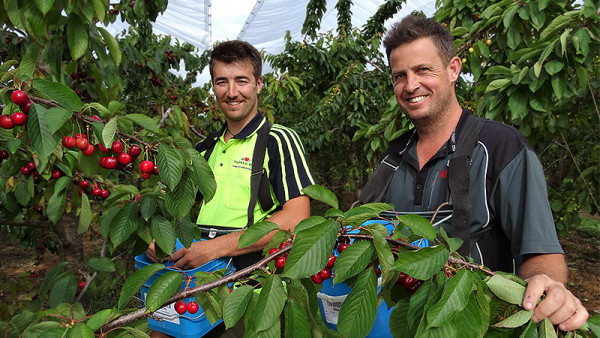 Cousins James (left) and Mark Thomas in the cherry orchard during November.