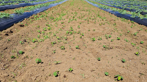 A photo of velvetleef seedlings in a melon crop.