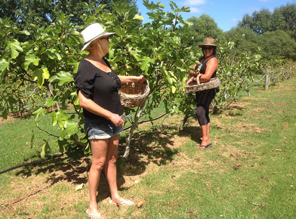 Workers start handpicking figs at the orchard.