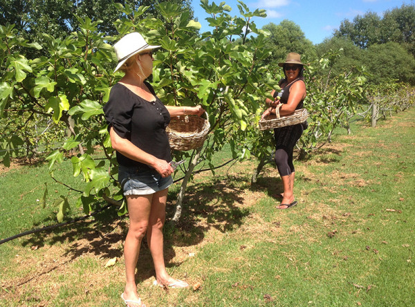 Workers start handpicking figs at the orchard. Workers start handpicking figs at the orchard.