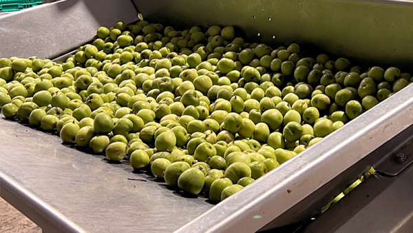 Yieldia general manager Hamish Fenton (left), packhouse manager Umu Renata, and kiwiberry grower and chairman of NZ Kiwiberry Growers Inc Geoff Oliver check kiwiberries on the grading machine at Yeildia at Paengaroa. 