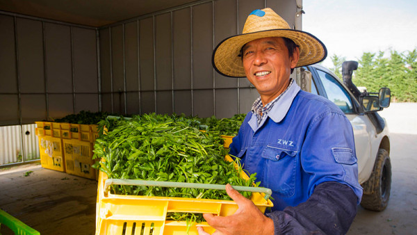 Zhidao Chang unloading freshly picked parsley for transfer to the cool store.