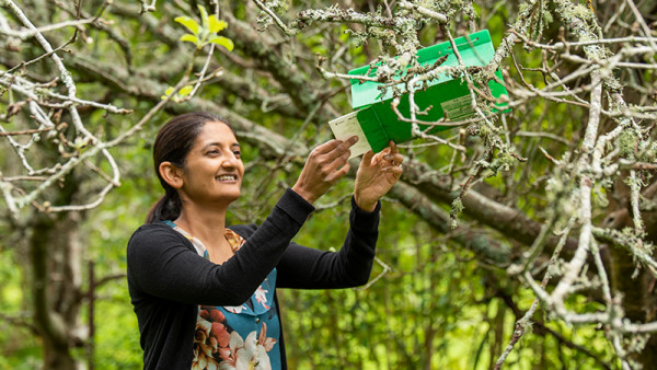 Asha Chhagan, Plant &amp; Food Research entomologist, is researching the guava moth.