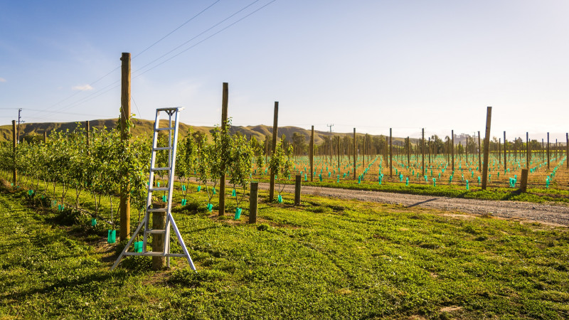 ladder in orchard