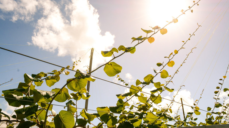 New kiwifruit vines growing to sun in Northland