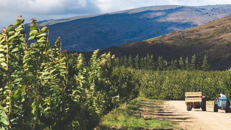 Cherry orchard website