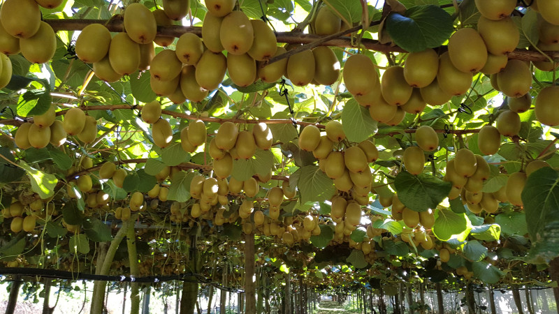 Kiwifruit (website)
