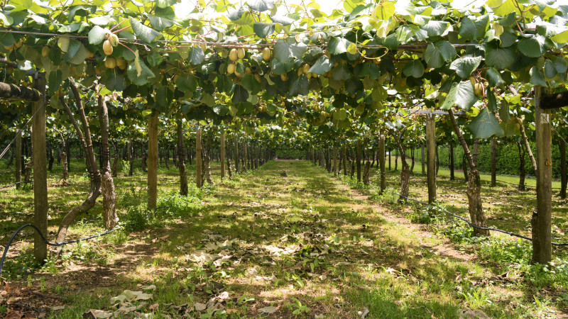 Kiwifruit