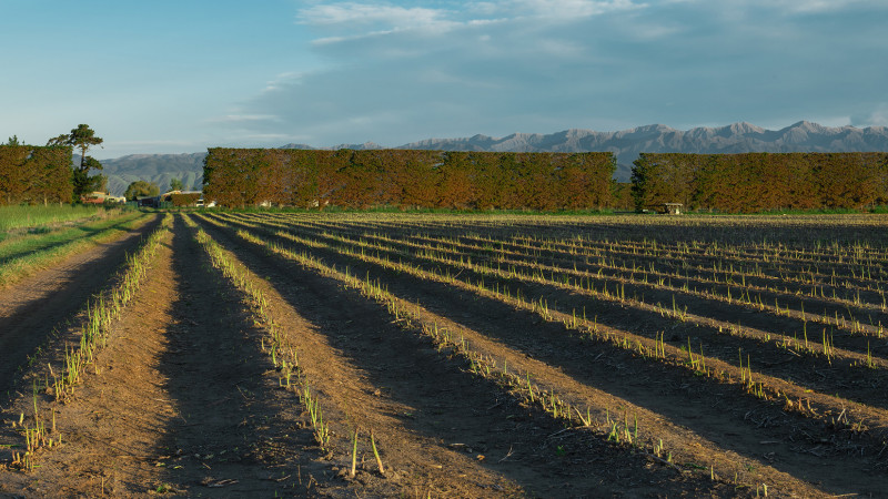 asparagus in Levin 2020